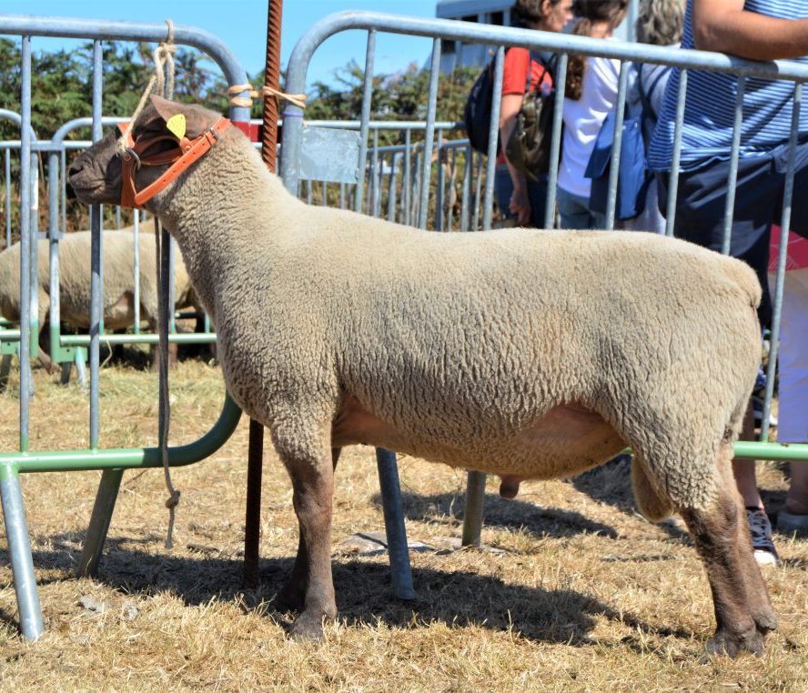 Concours Cotentin GDS 50