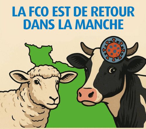 Une explosion de foyers de FCO 3 sur le département de la Manche
