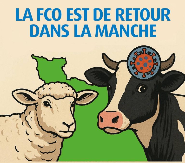 Une explosion de foyers de FCO 3 sur le département de la Manche