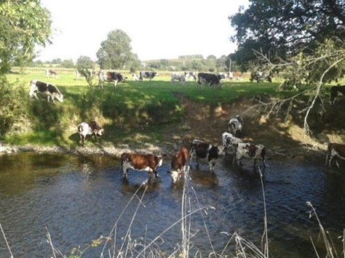 Salmonelloses bovines : des élevages chroniquement atteints