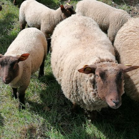 Formation Ovine