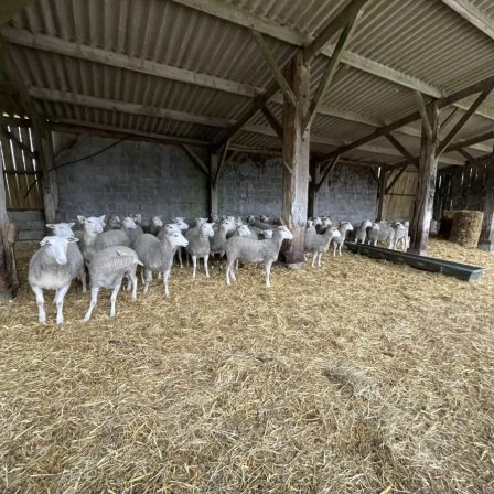 Formation ovine