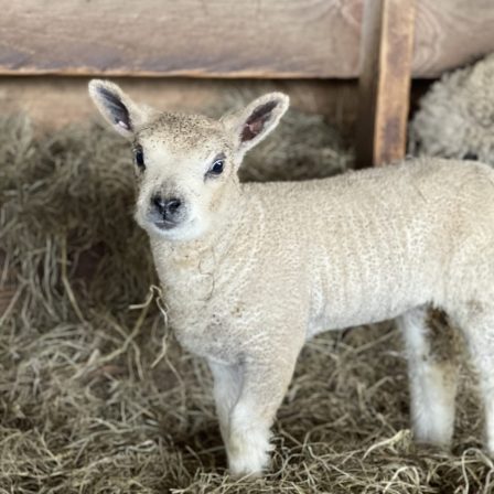 Formation Ovine