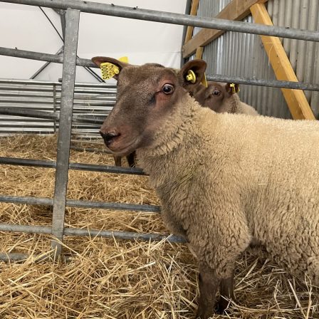 Formation Ovine