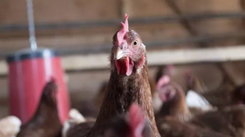 Situation influenza aviaire : risque IAHP élevé sur l’ensemble du territoire national