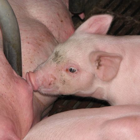 Formation Biosécurité porcine