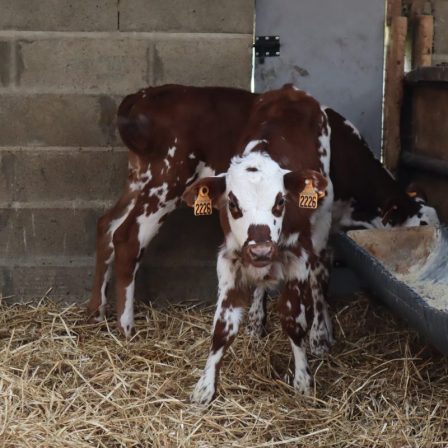 Formation La santé et l'alimentation du veau laitier