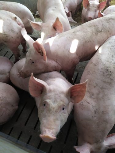 Alerte sanitaire – Fièvre Porcine Africaine