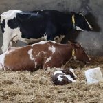 Diarrhées néonatales GDS 50