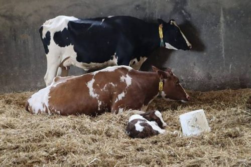Diarrhées néonatales : un mauvais TIP tue les veaux
