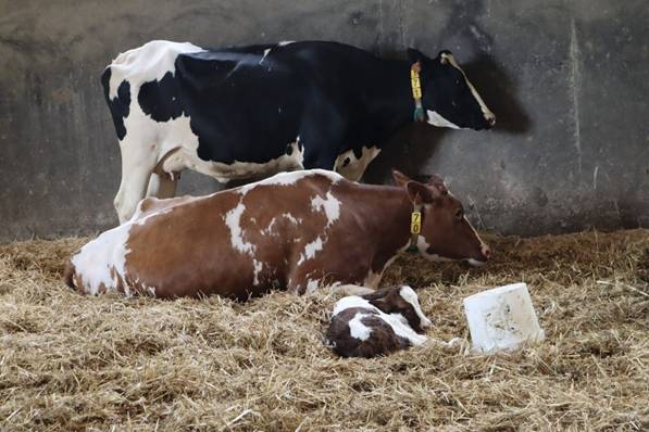 Diarrhées néonatales : un mauvais TIP tue les veaux