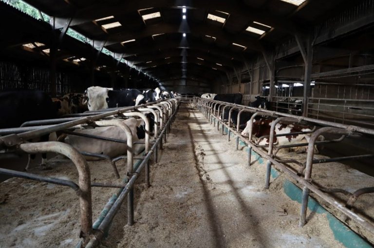 Pneumonies fatales chez les vaches laitières