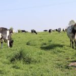 vaccination FCO 8 GDS 50