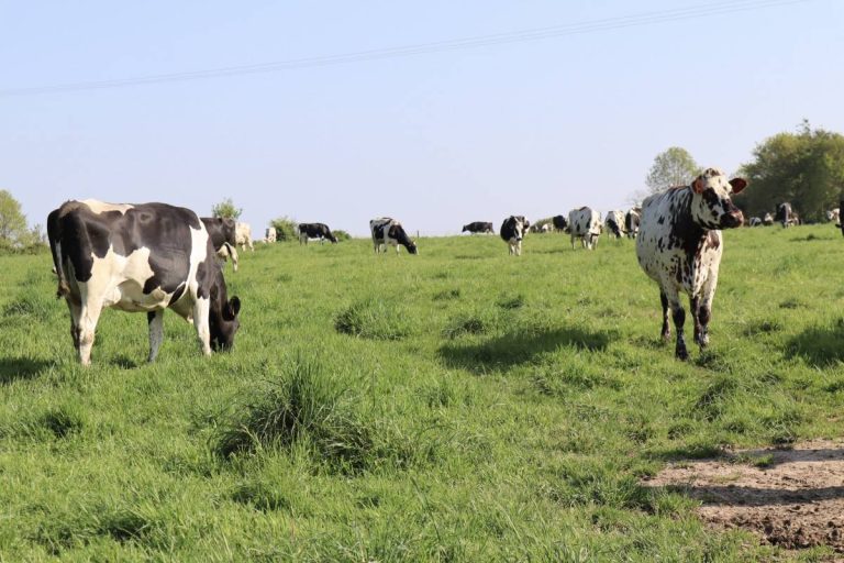 Vaccination FCO 3 et 8 recommandée