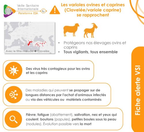 ACTU Ovin-Caprin