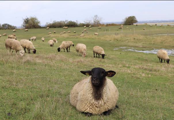 Fièvre catarrhale ovine (FCO), vaccinez dès maintenant contre la FCO 3 et 8