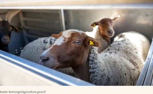 Canicule : adoptons les bons réflexes pour protéger les animaux