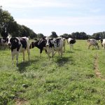 Alerte à la bronchite vermineuse GDS 50