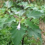 Datura GDS50