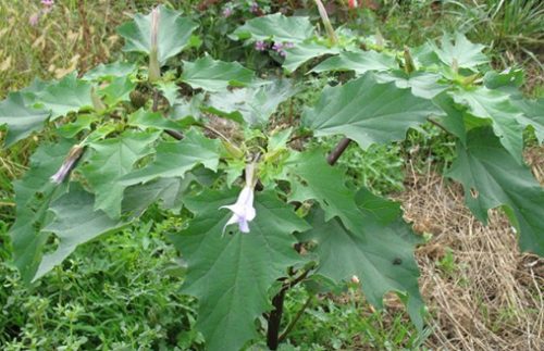 Attention danger : reconnaissez-vous cette plante ?