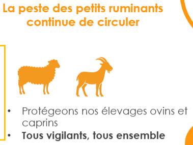 Fiche alerte des petits ruminants